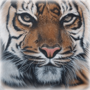 Alcatraz3222's Avatar