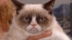 Rexzo's Avatar