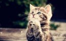 Atomic Cat's Avatar