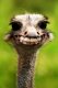 SmashTheGash-'s Avatar