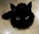 linblow's Avatar