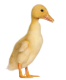 Duck80's Avatar