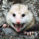 Oepossum's Avatar