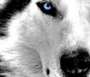 ckingg's Avatar