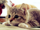 MrCamoprincess's Avatar