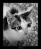 MrKitteh's Avatar