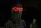 GraveBear's Avatar