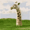 xXWILDCHEESEXx's Avatar