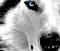 ckingg's Avatar