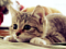 MrCamoprincess's Avatar